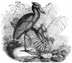 balceniceps bird illustration