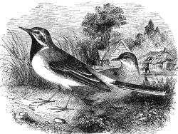 bird wagtail engraved bird illustration