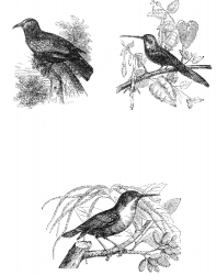 bird-illustration