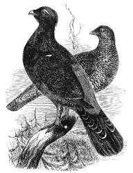 capercaille birds on branch engraved bird illustration