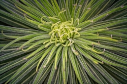 Center of plant closeup