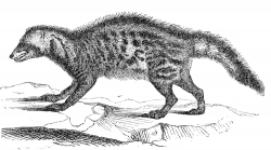 civet illustration