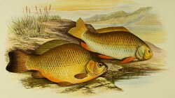 crucian prussian carp fish clipart illustration