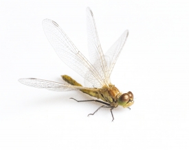 Dragonfly on white background