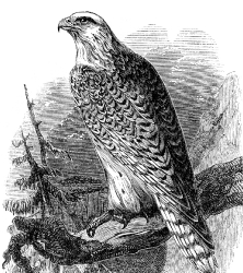 fwhite alcon bird illustration