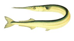 garfish fish clipart illustration