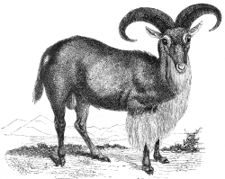 goat  illustration