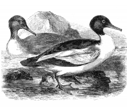 goosander bird illustration goosander