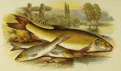 gudgeon barbel fish clipart illustration