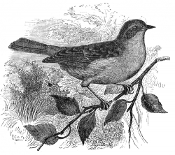 hedge accentor bird on small branch illustration