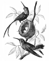 hummingbird illustration