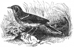 medow pipit engraved bird illustration