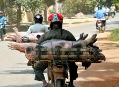 Pigs Transported on Motorcycle in Siem Reap Cambodia