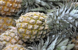 Pineapples Outdoor Market_20