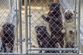 puppies at a puppy farm