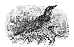 thrush bird illustration