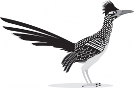 roadrunner-bird-animal-gray color