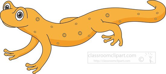Amphibian Spotted Newt Clipart