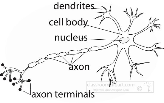 anatomy of a nervce cell