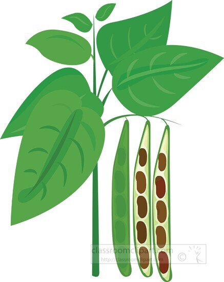 bean plant with beans growing cross section clipart