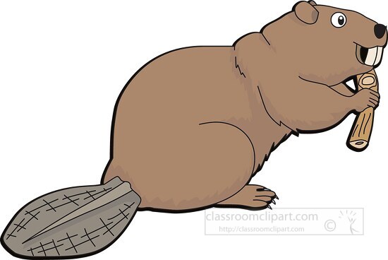 beaver chewing on stick clipart