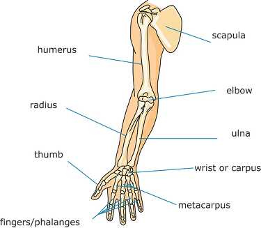 bone structure human arn clip art