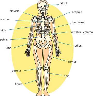 bone strurcture of the human body front