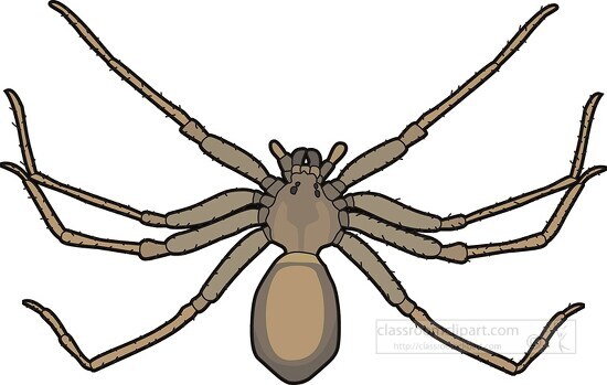 brown recluse spider