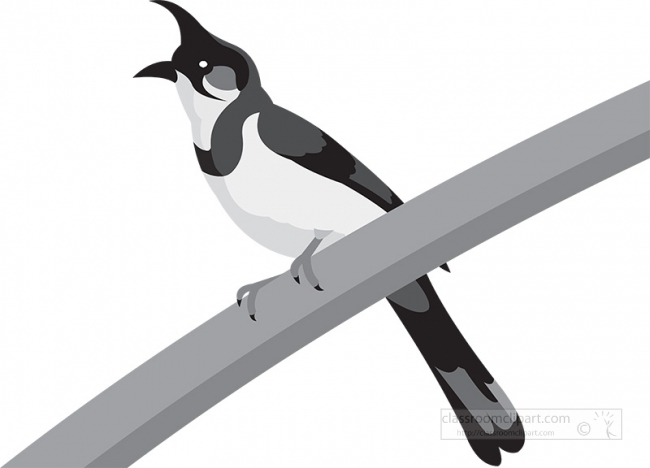 bulbul bird open beak gray clipart