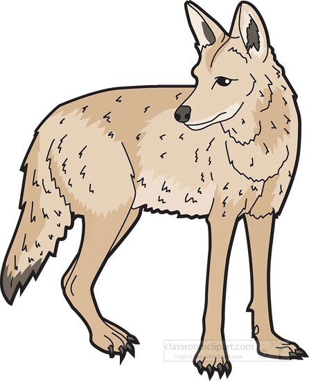 coyote animal clipart