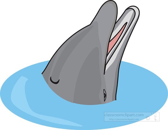 dolphin head out of water