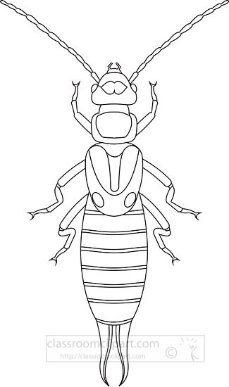earwig insect black white outline clipart 818