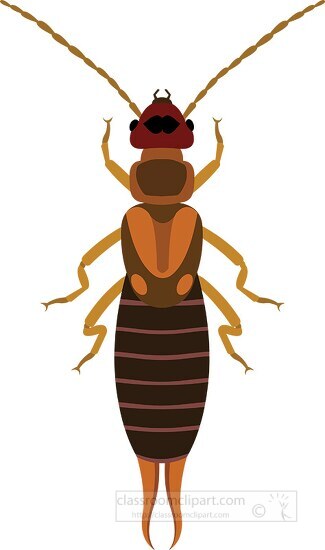 earwig insect clipart 818