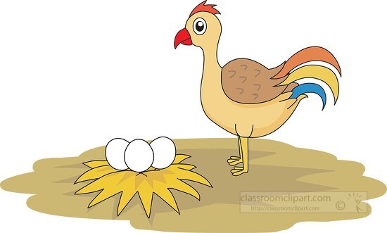 farm animal chicken 952