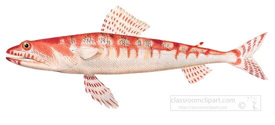 fish isolated on white background 3022