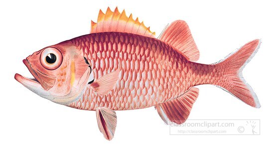 fish isolated on white background 3025