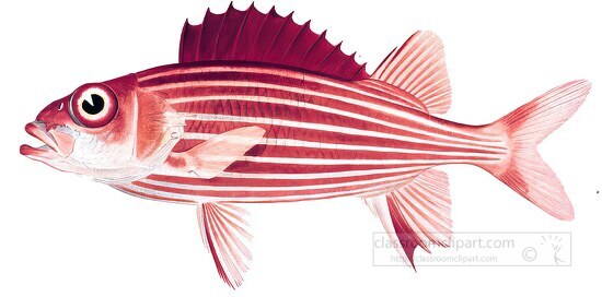 fish isolated on white background 3029