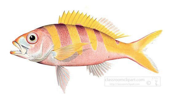 fish isolated on white background 3036