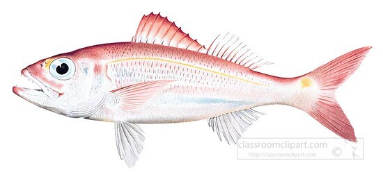 fish isolated on white background 3037