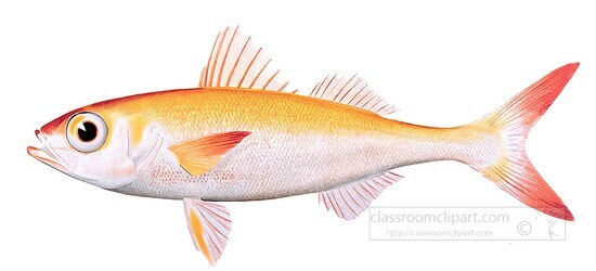 fish isolated on white background 3039