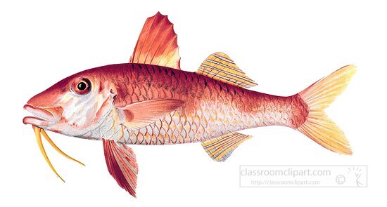 fish isolated on white background 3041