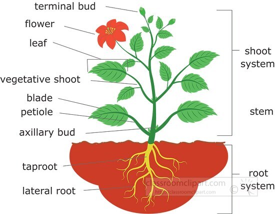 flower plant structure clipart illustration 6818