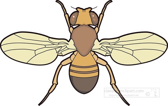 fruitfly top view with wings clipart