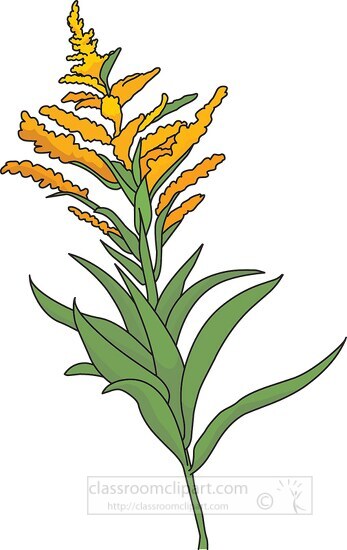 golden rod flower