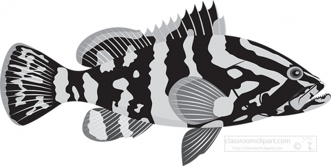 grouper-fish-gray color