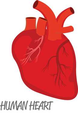 human heart clipart