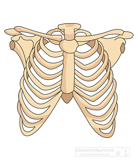 human rib cage clipart