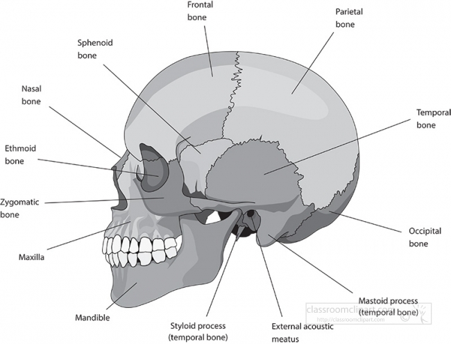 human skull bones skeleton labeled anatomy gray color