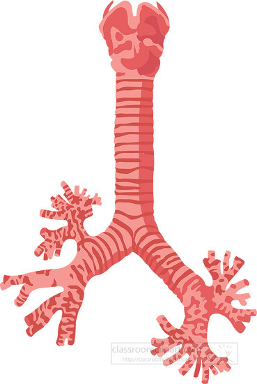 human thyroid trachea with bronchi-clipart