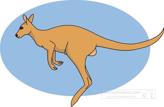 kangaroo jumping 212 03